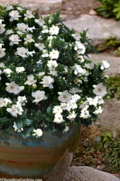 Buttons Gardenia - 6 Pack Of 1 Gallon Pots -Garden Plant Store gardenia jasminoides buttons 10 1