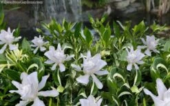 Crescent Moon Dwarf Gardenia - 1 Gallon Pot -Garden Plant Store gardenia jasminoides crescent moon dwarf creeping 2