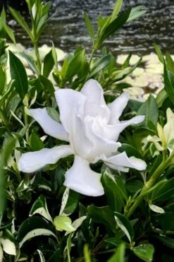 Crescent Moon Dwarf Gardenia - 6 Pack Of 1 Gallon Pots -Garden Plant Store gardenia jasminoides crescent moon dwarf creeping 6 1