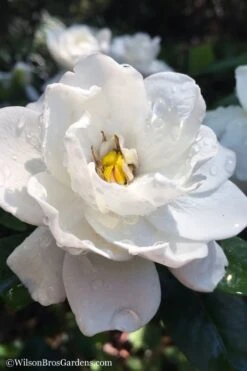 Crown Jewel Gardenia - 6-Pack Of 1 Gallon Pots -Garden Plant Store gardenia jasminoides crown jewel 11