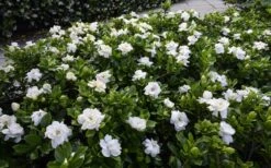 Crown Jewel Gardenia - 1 Gallon Pot -Garden Plant Store gardenia jasminoides crown jewel 12 1