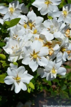 Snow Flurry Hardy Gardenia - 1 Gallon Pot -Garden Plant Store gardenia jasminoides snow flurry 2