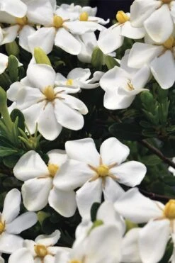 Snow Girl Hardy Dwarf Gardenia - 3 Gallon Pot -Garden Plant Store gardenia jasminoides snow girl 1