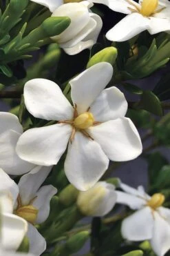 Snow Girl Hardy Dwarf Gardenia - 3 Gallon Pot -Garden Plant Store gardenia jasminoides snow girl 2