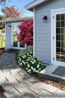 Snow Globe Gardenia - 3 Gallon Pot -Garden Plant Store gardenia jasminoides snow globe 3 1