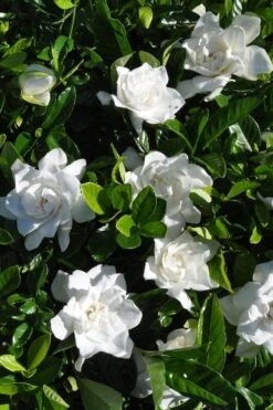 Snow Puff Hardy Gardenia - 1 Gallon Pot -Garden Plant Store gardenia jasminoides snow puff 2 2