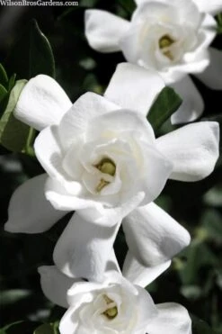 Steady As She Goes Hardy Gardenia - 3 Gallon Pot -Garden Plant Store gardenia jasminoides steady as she goes 1