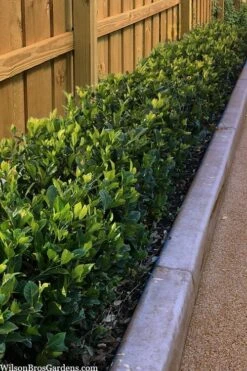 Summer Snow Gardenia - 3 Gallon Pot 11 Summer Snow Gardenia - 3 Gallon Pot -Garden Plant Store gardenia jasminoides summer snow 11