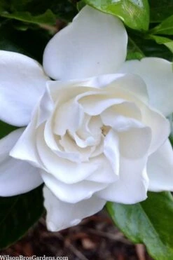Summer Snow Gardenia - 3 Gallon Pot 15 Summer Snow Gardenia - 3 Gallon Pot -Garden Plant Store gardenia jasminoides summer snow 3