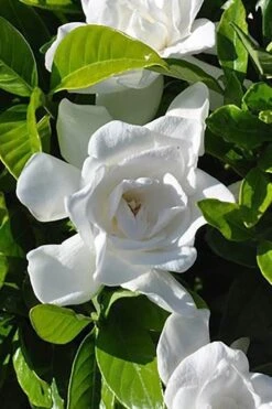 Summer Snow Gardenia - 3 Gallon Pot 12 Summer Snow Gardenia - 3 Gallon Pot -Garden Plant Store gardenia jasminoides summer snow 4
