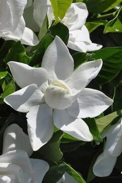 Summer Snow Gardenia - 3 Gallon Pot 14 Summer Snow Gardenia - 3 Gallon Pot -Garden Plant Store gardenia jasminoides summer snow 5