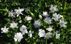 Summer Snow Gardenia - 3 Gallon Pot 13 Summer Snow Gardenia - 3 Gallon Pot -Garden Plant Store gardenia jasminoides summer snow 9