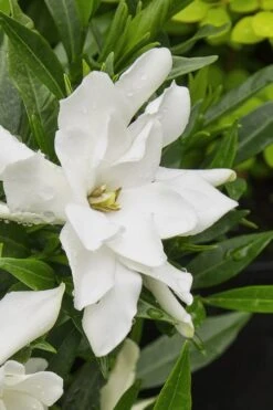 Radicans Creeping Dwarf Gardenia - 6 Pack Of 1 Gallon Pots -Garden Plant Store gardenia radicans 22