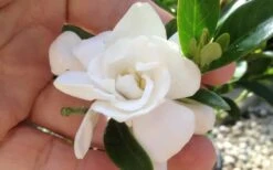 Jubilation Gardenia - 6 Pack Of 1 Gallon Pots -Garden Plant Store gardeniajubilation 3