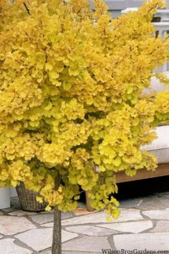 Mariken Dwarf Ginkgo Single Trunk Topiary Tree - 2 Gallon Pot -Garden Plant Store ginkgo biloba mariken single trunk topiary tree 1