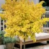 Mariken Dwarf Ginkgo Single Trunk Topiary Tree - 2 Gallon Pot