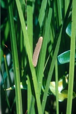 American Sweet Flag (Acorus Americanus) - 8 Pack Of 1 Gallon Pots 11 American Sweet Flag (Acorus Americanus) - 8 Pack Of 1 Gallon Pots -Garden Plant Store grass american sedge 500x750 2