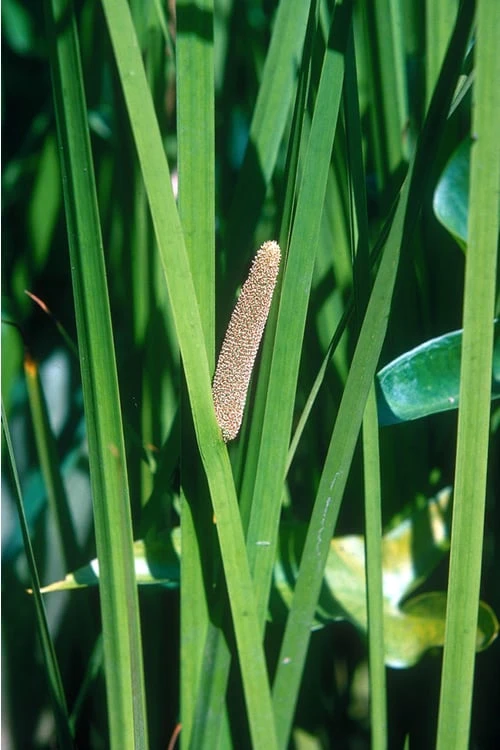 American Sweet Flag (Acorus Americanus) - 8 Pack Of 1 Gallon Pots 6 American Sweet Flag (Acorus Americanus) - 8 Pack Of 1 Gallon Pots - Image 6