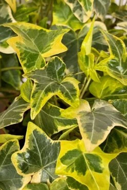 Gold Child Ivy (Hedera Helix) - 10 Pack Of Pint Pots