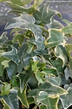 Ingelise English Ivy (Hedera) - 5 Pack Of Pint Pots 9 Ingelise English Ivy (Hedera) - 5 Pack Of Pint Pots -Garden Plant Store hedera helix ingelise english ivy 4 1