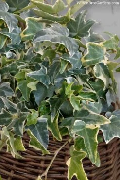 Ingelise English Ivy (Hedera) - 5 Pack Of Pint Pots 11 Ingelise English Ivy (Hedera) - 5 Pack Of Pint Pots -Garden Plant Store hedera helix ingelise english ivy 6 1