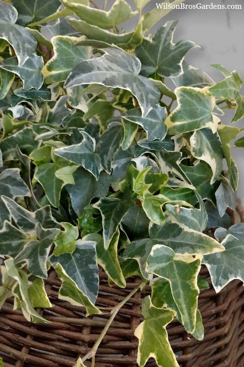 Ingelise English Ivy (Hedera) - 5 Pack Of Pint Pots 6 Ingelise English Ivy (Hedera) - 5 Pack Of Pint Pots - Image 6