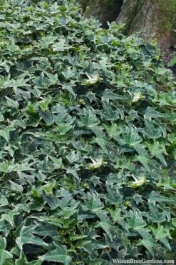 Ingelise English Ivy (Hedera) - 10 Pack Of 4" Pots -Garden Plant Store hedera helix ingelise english ivy 7