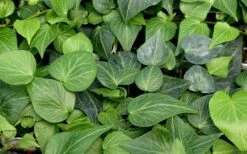 Teardrop Ivy (Hedera Helix) - 5 Pack Of Pint Pots -Garden Plant Store hedera helix teardrop ivy 100