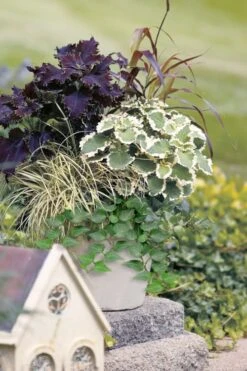 Teardrop Ivy (Hedera Helix) - 5 Pack Of Pint Pots -Garden Plant Store hedera helix teardrop ivy 101