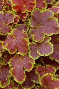 Solar Eclipse Heucherella (Foamy Bells) - 1 Gallon Pot -Garden Plant Store heucherella solar eclipse 1