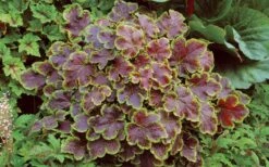 Solar Eclipse Heucherella (Foamy Bells) - 1 Gallon Pot -Garden Plant Store heucherella solar eclipse 3