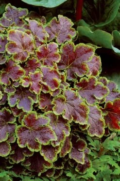 Solar Eclipse Heucherella (Foamy Bells) - 1 Gallon Pot -Garden Plant Store heucherella solar eclipse 4