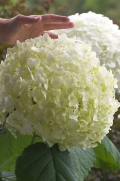 Incrediball Smooth Hydrangea - 3 Gallon Pot -Garden Plant Store hydrangea arborescens incrediball 10