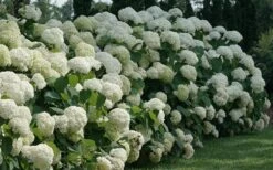 Incrediball Smooth Hydrangea - 3 Gallon Pot -Garden Plant Store hydrangea arborescens incrediball 12