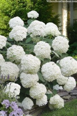 Incrediball Smooth Hydrangea - 3 Gallon Pot -Garden Plant Store hydrangea arborescens incrediball 16
