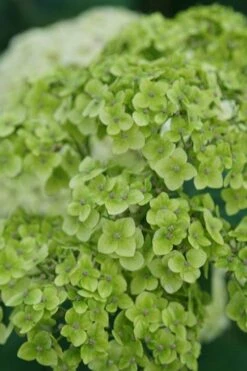 Invincibelle Sublime Smooth Hydrangea - 3 Gallon Pot -Garden Plant Store hydrangea arborescens invincibelle sublime 3