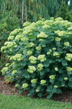 Invincibelle Sublime Smooth Hydrangea - 3 Gallon Pot -Garden Plant Store hydrangea arborescens invincibelle sublime 6