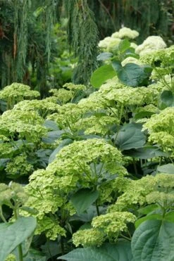 Invincibelle Sublime Smooth Hydrangea - 3 Gallon Pot -Garden Plant Store hydrangea arborescens invincibelle sublime 7