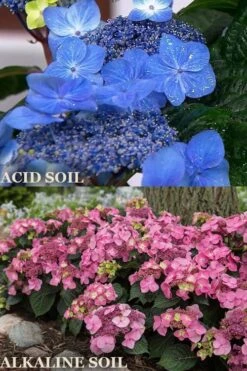 Endless Summer 'Pop Star' Hydrangea - 3 Gallon Pot -Garden Plant Store hydrangea endless summer pop star 1