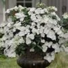 Fairytrail Bride Cascade Hydrangea - 2 Gallon Pot