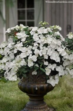 Fairytrail Bride Cascade Hydrangea - 1 Gallon Pot