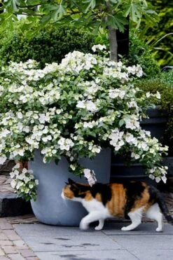 Fairytrail Bride Cascade Hydrangea - 2 Gallon Pot 9 Fairytrail Bride Cascade Hydrangea - 2 Gallon Pot -Garden Plant Store hydrangea fairytrail bride 7