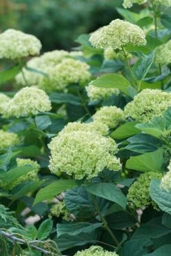 Invincibelle Sublime Smooth Hydrangea - 3 Gallon Pot -Garden Plant Store hydrangea invincibelle sublime 500x750 1