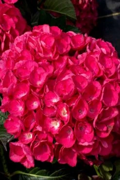 Akadama Hydrangea - 3 Gallon Pot -Garden Plant Store hydrangea macrophylla akadama 6