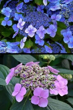 Blue Wave Lacecap Hydrangea - 3 Gallon Pot -Garden Plant Store hydrangea macrophylla blue wave 24