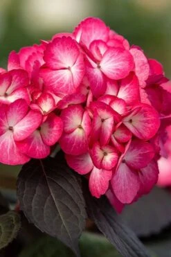 Eclipse Bigleaf Hydrangea - 3 Gallon Pot 10 Eclipse Bigleaf Hydrangea - 3 Gallon Pot -Garden Plant Store hydrangea macrophylla eclipse 1