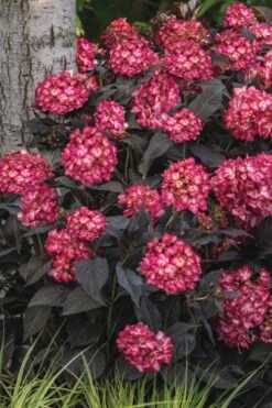 Eclipse Bigleaf Hydrangea - 3 Gallon Pot 9 Eclipse Bigleaf Hydrangea - 3 Gallon Pot -Garden Plant Store hydrangea macrophylla eclipse 3
