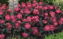 Eclipse Bigleaf Hydrangea - 3 Gallon Pot 11 Eclipse Bigleaf Hydrangea - 3 Gallon Pot -Garden Plant Store hydrangea macrophylla eclipse 4