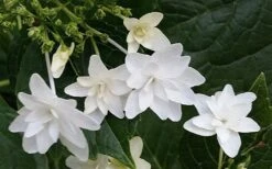 Fuji Waterfall Hydrangea - 1 Gallon Pot -Garden Plant Store hydrangea macrophylla fuji waterfall 2 1