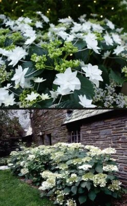 Fuji Waterfall Hydrangea - 3 Gallon Pot -Garden Plant Store hydrangea macrophylla fuji waterfall 4